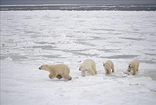 北极熊,母兽,追逐,熊,幼兽,丘吉尔市,曼尼托巴,加拿大