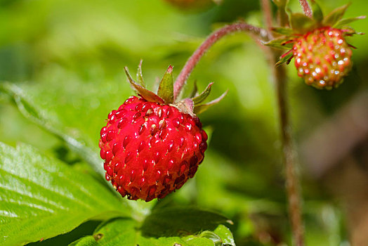 树林,草莓,野草莓,成熟,水果,国家公园,阿尔巴尼亚,阿尔卑斯山,欧洲