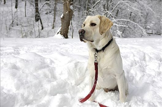 拉布拉多犬,狗,白色背景,冬天,雪