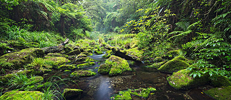 雨林,峡谷,丰盛湾,北岛,新西兰