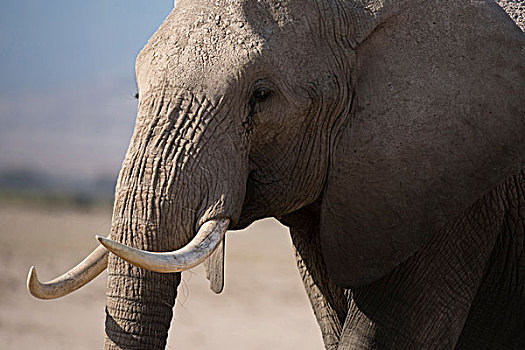非洲象,安伯塞利国家公园,肯尼亚,非洲