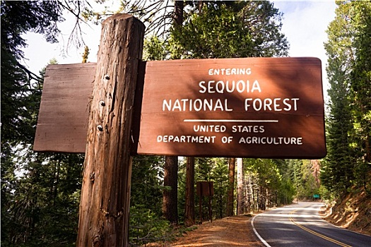 进入,美洲杉,国家森林,路标,加利福尼亚,公园