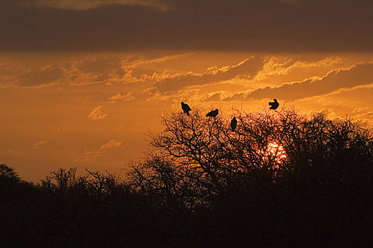 美国,德克萨斯,丘陵地区,靠近,猎捕,美洲鹫,树上,日出