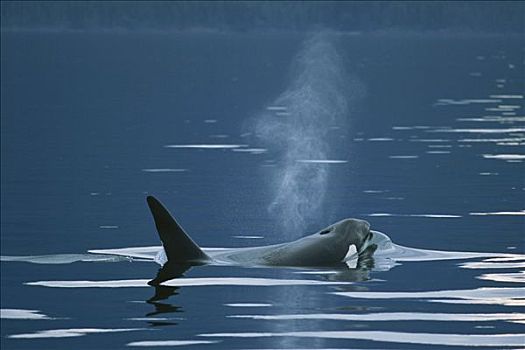 逆戟鲸,平面,静水,威廉王子湾,阿拉斯加
