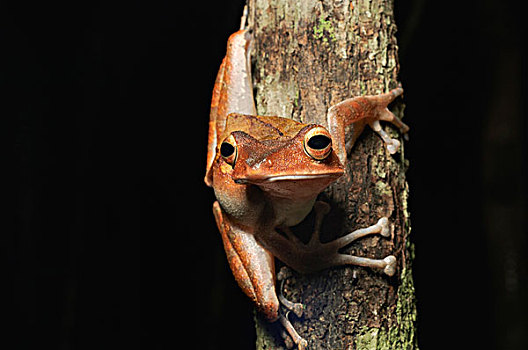 树蛙,婆罗洲,马来西亚