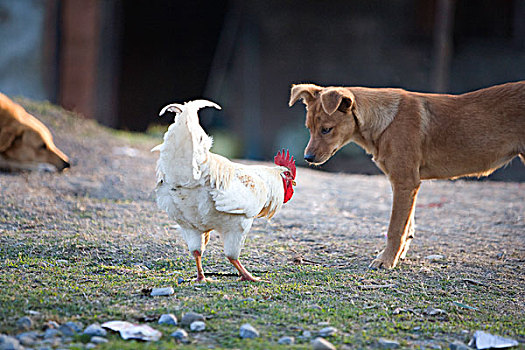 公鸡,狗,波卡拉,尼泊尔
