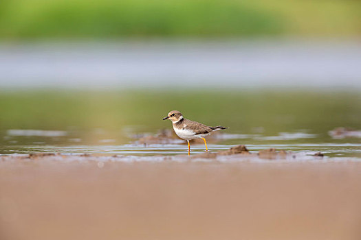 一只在湖岸河滩边单个活动并快速行走于沼泽中觅食的金眶鸻鸟