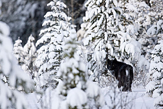 大灰狼,狼,冬天,西部,艾伯塔省,加拿大