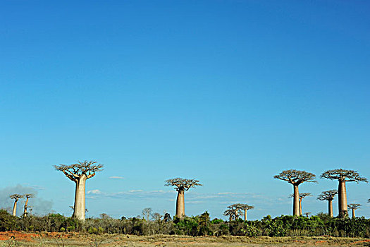 马达加斯加,穆龙达瓦,猴面包树,小路,风景