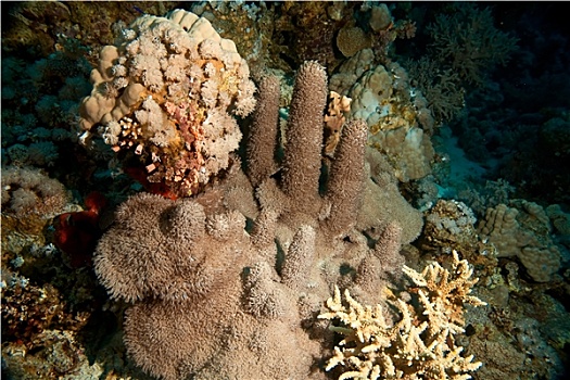 珊瑚,鱼