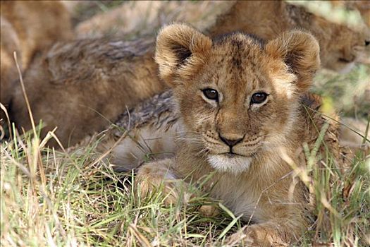 狮子,幼仔,博茨瓦纳,非洲