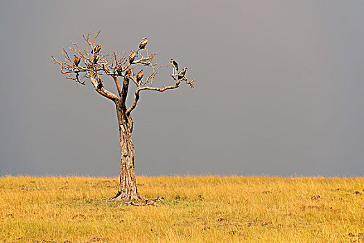 树,多样,秃鹰,正面,风暴,马赛马拉,肯尼亚,非洲