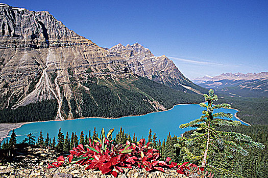 佩多湖,红色,熊莓,叶子,前景,班芙国家公园,艾伯塔省,加拿大