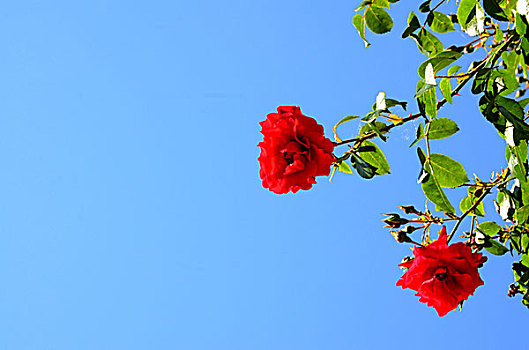 植物,灌木,玫瑰,红色