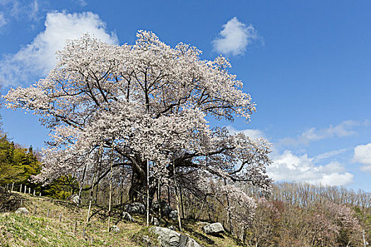 樱桃树,福岛,日本