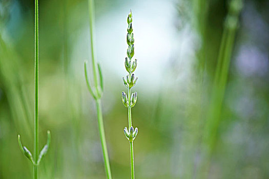 薰衣草,芽,特写