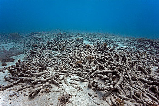 珊瑚,漂白,死亡,结果,荷兰,安的列斯群岛,加勒比