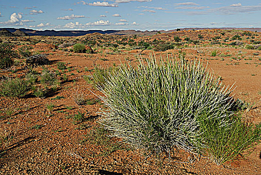 南非,卡拉哈里沙漠,国家公园