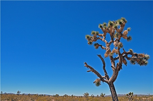 树,莫哈韦沙漠,美国