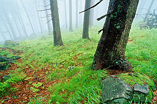 雾状,树林,德国