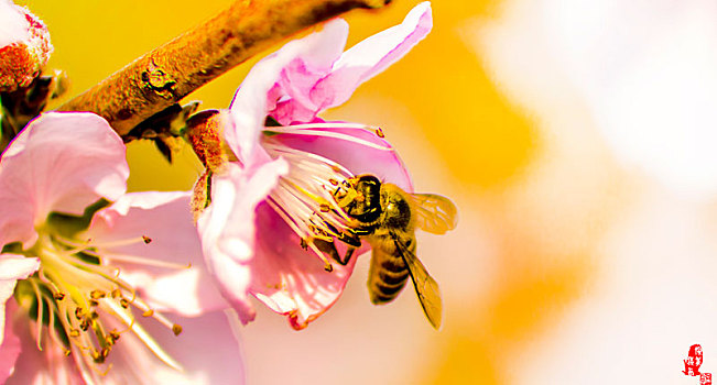 蜂花蜜会