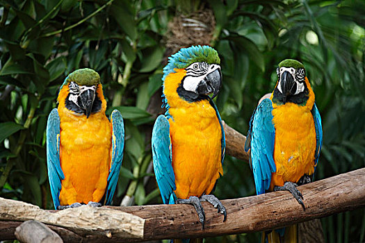 三个,金刚鹦鹉,黄蓝金刚鹦鹉,成年,南美