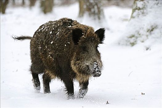野猪,雪