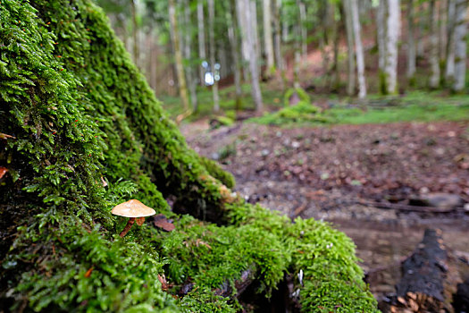 蘑菇,苔藓,树干,山毛榉,树林