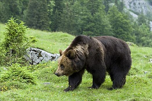 棕熊,高山牧场,提洛尔,奥地利