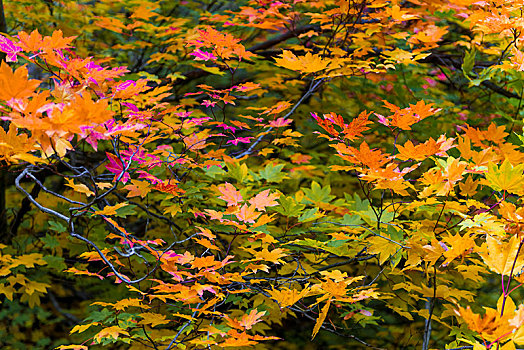 深秋,红色,黄色,橙叶,枫树,秋色,俄勒冈,美国,北美