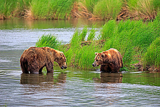 大灰熊,棕熊,两个,熊,水,威胁,行为,布鲁克斯河,卡特麦国家公园,保存,阿拉斯加,美国,北美