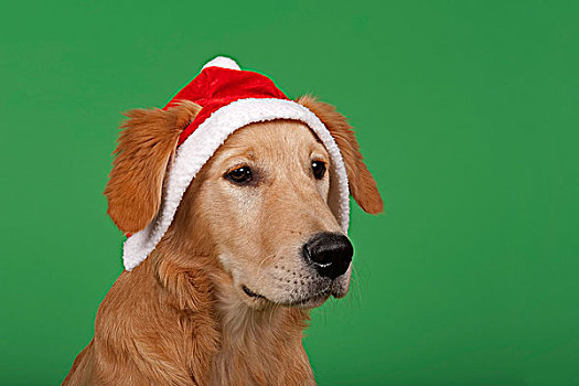 金毛猎犬,7个月,圣诞节,帽子