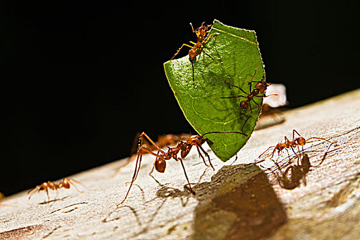切叶蚁,块,叶子,蚂蚁,防守,雨林,哥斯达黎加,中美洲