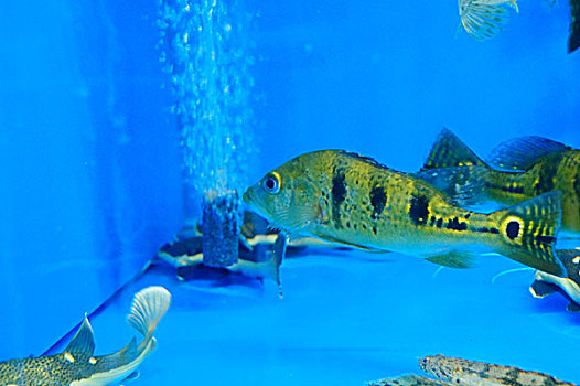 巴西亚鱼和鸭嘴鳄鱼共处一个水池