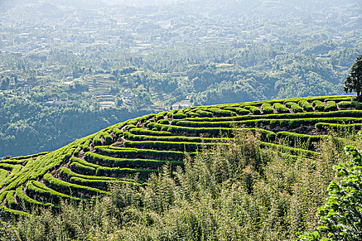 重庆巴南区猫山茶场