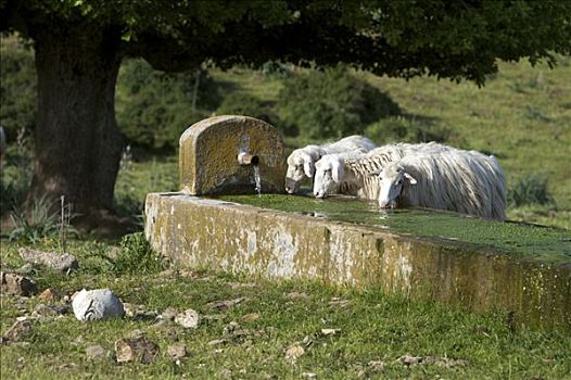 绵羊,喝,水,槽,国家公园,萨丁尼亚,意大利,欧洲