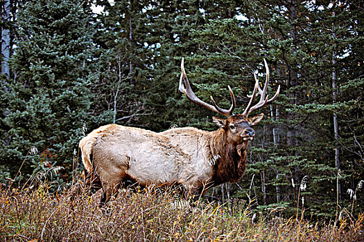 公麋鹿,北美马鹿,鹿属,放牧,落基山脉,碧玉国家公园,加拿大,麋鹿,一个,鹿,北美,大幅,尺寸