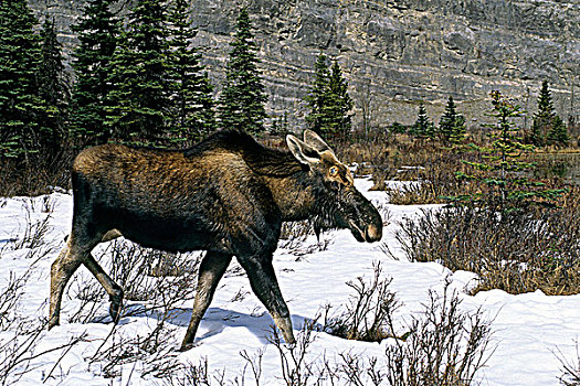驼鹿,鹿角,早,冬天,碧玉国家公园,西部,艾伯塔省,加拿大