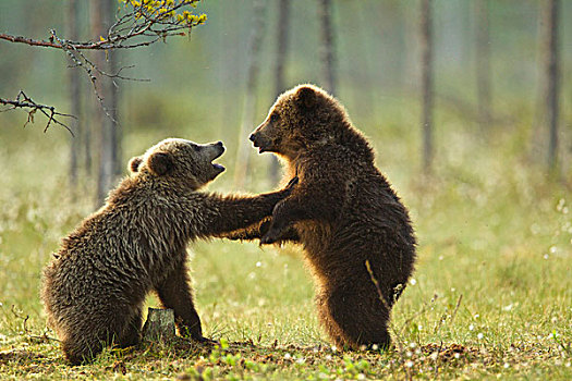 两个,棕熊,幼兽,打闹,针叶林带,树林,芬兰