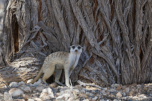 猫鼬,细尾獴属,成年,雄性,正面,树干,树,警惕,卡拉哈迪大羚羊国家公园,北开普,南非,非洲