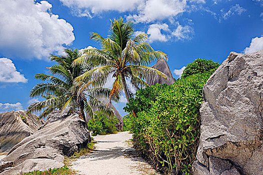 小路,石头,棕榈树,拉迪格岛,塞舌尔