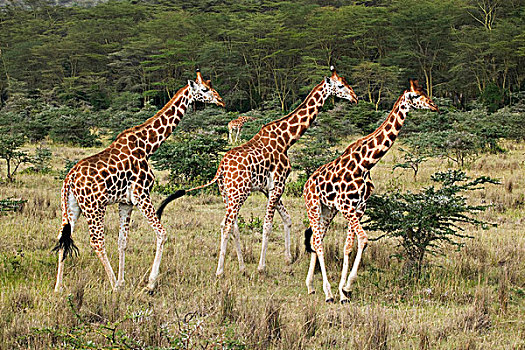 三个,长颈鹿,纳库鲁湖国家公园,肯尼亚