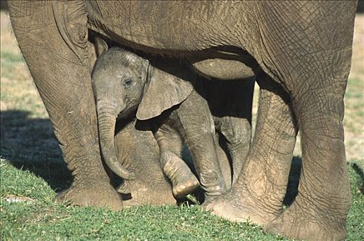 非洲象,幼兽,靠着,母亲,腿,非洲