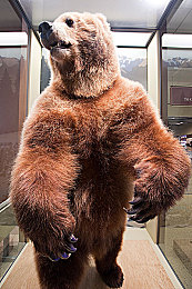 北美棕熊图片