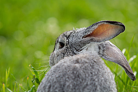 灰色,兔子
