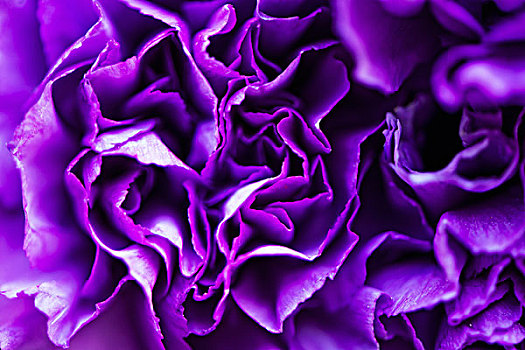 紫色,康乃馨