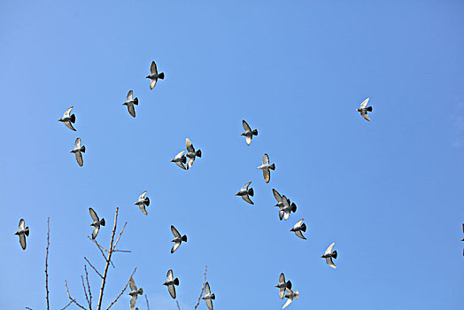 鸽子,飞翔,蓝天