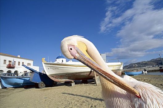 鹈鹕,渔船,海滩,米克诺斯岛,基克拉迪群岛,希腊
