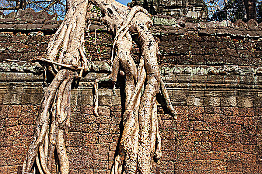 柬埔寨,收获,无花果树,苔藓,遗址,塔普伦寺