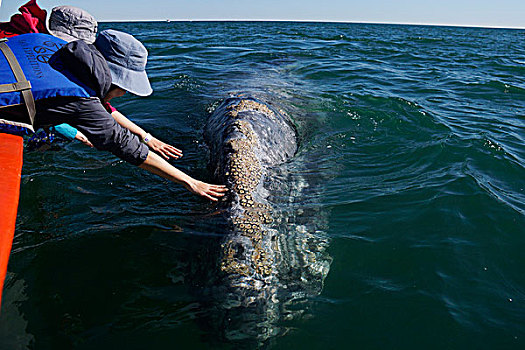 灰鲸,相遇,下加利福尼亚州,墨西哥